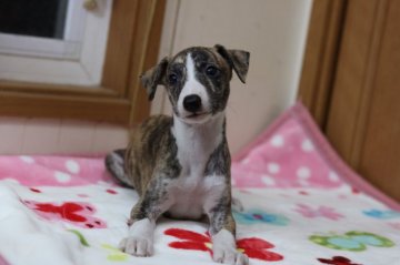 ウィペット【千葉県・女の子・2019年7月10日・ブリンドル&ホワイト】の写真「運動神経とても良い可愛い子です。」