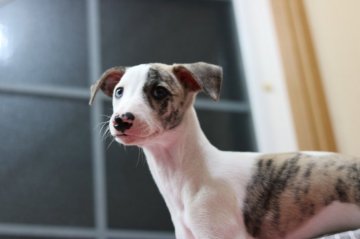 ウィペット【千葉県・男の子・2018年4月27日・ホワイトアンドブリンドル】の写真「可愛いお顔の子です。」