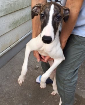 ウィペット【千葉県・男の子・2016年6月10日・ブリンドルアンドホワイト】の写真「ほぼ左右同じ様に柄が入ってます。可愛い子です。」