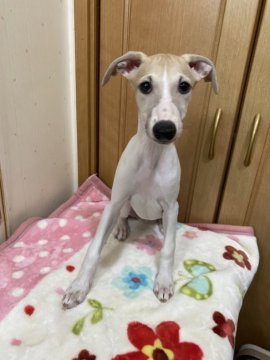 ウィペット【千葉県・男の子・2022年7月14日・フォーンアンドホワイト】の写真「可愛い子です。」