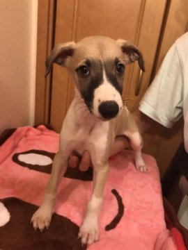 ウィペット【千葉県・男の子・2017年7月17日・フォーンアンドホワイト】の写真「ほぼ左右対象に柄が綺麗に入ってる子です。」