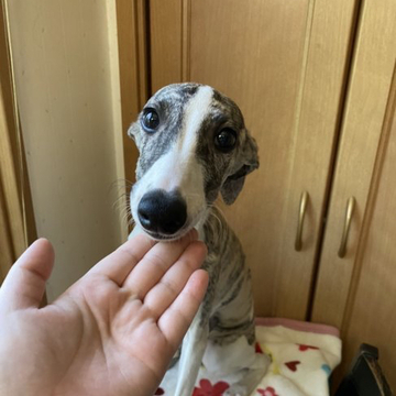 ウィペット【千葉県・男の子・2022年4月13日・ホワイトアンドプリンドル】の写真「1番のおチビさんです。」