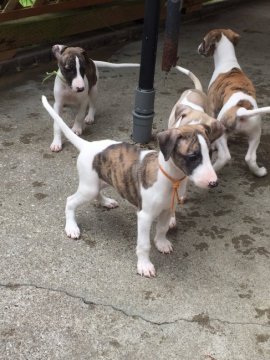 ウィペット【千葉県・女の子・2016年6月10日・ブリンドルアンドホワイト】の写真「女の子らしいお顔をした、とても可愛い子です。」