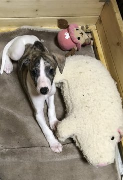 ウィペット【千葉県・男の子・2018年4月1日・ホワイトアンドブリンドル】の写真「愛想の良い可愛い子です。」