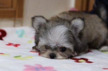 パパチワワ マママルチーズ【千葉県・男の子・2019年2月6日・フォーン&ホワイト】の写真「鼻の詰まったとても可愛い子です。」