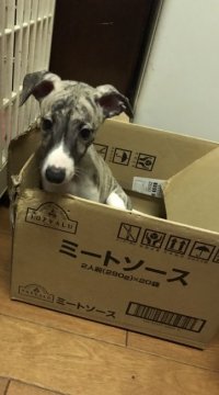 ウィペット【千葉県・男の子・2017年7月17日・ブリンドルアンドホワイト】の写真「ママのお顔に似た可愛い子です。」