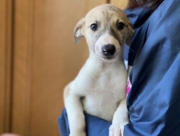 ウィペット【千葉県・男の子・2020年11月5日・ホワイトアンドブリンドル】の写真「お顔も性格もとても可愛い子です。」