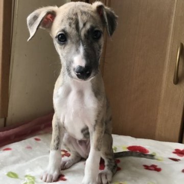 ウィペット【千葉県・男の子・2022年4月13日・プリンドルアンドホワイト】の写真「1番穏やかタイプです。」