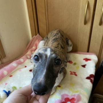 ウィペット【千葉県・女の子・2022年4月13日・プリンドルアンドホワイト】の写真「綺麗な子です。」