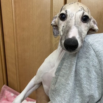 ウィペット【千葉県・女の子・2022年7月14日・フォーンプリンドルアンドホワイト】の写真「可愛い子です。」