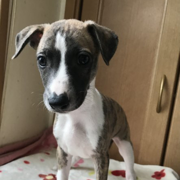 ウィペット【千葉県・男の子・2022年4月13日・プリンドルアンドホワイト】の写真「綺麗な子です。」