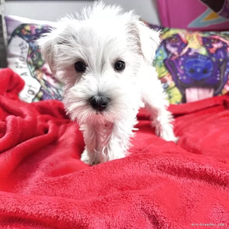 ID：2506-06975の子犬