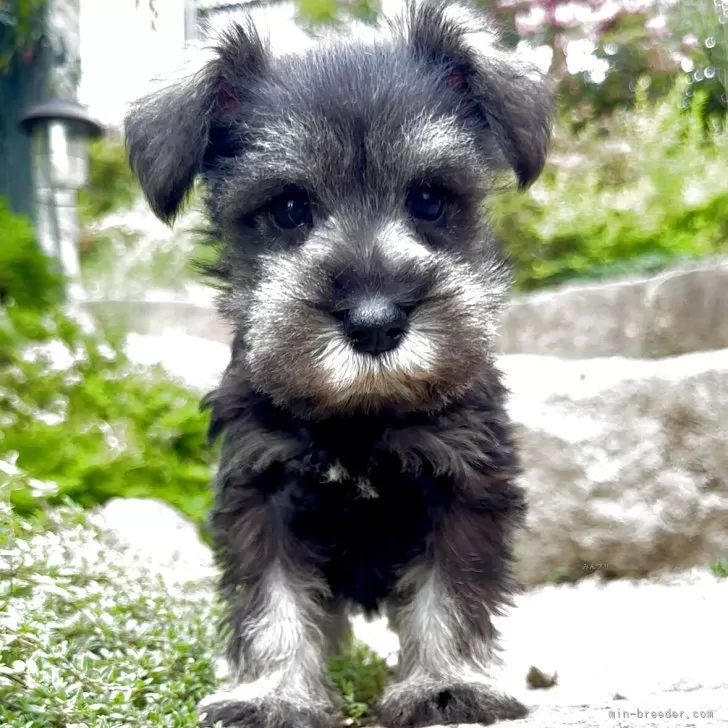 ID:2508-00878の子犬