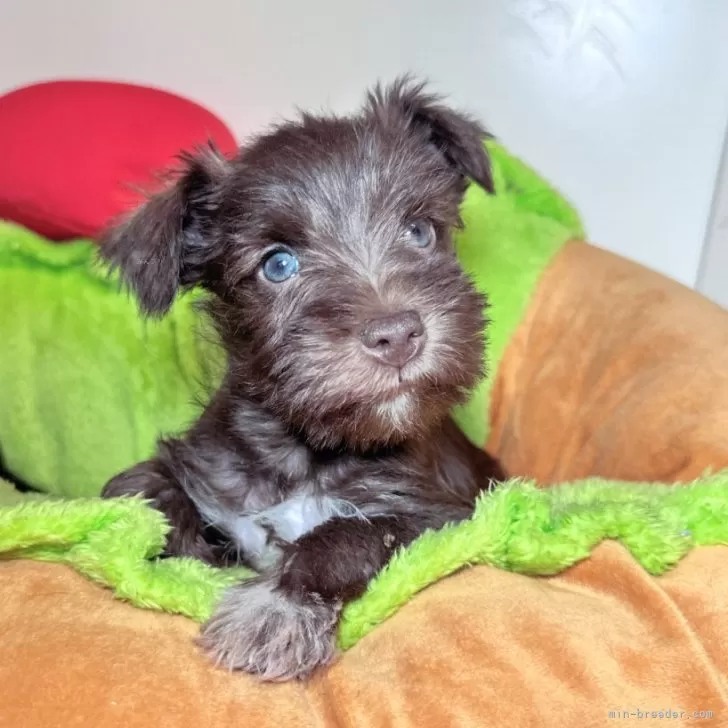 ID:2501-00143の子犬