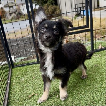 チワワ(ロング)【群馬県・男の子・2025年5月27日・ブラックタン&ホワイト】の写真「お散歩デビューできます🍓みんなに笑顔をします💛」