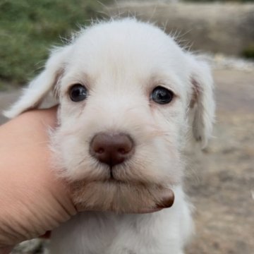 ミニチュアシュナウザー【群馬県・男の子・2025年9月2日・ホワイト】の写真「ホワイトなのに鼻がピンク❤️レアです！」