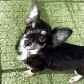 チワワ(ロング)