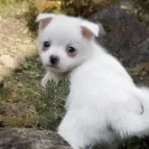 ポメチワ(ポメラニアン×チワワ)【群馬県・男の子・2025年8月23日・ホワイト】の写真1