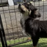 チワワ(ロング)【群馬県・女の子・2025年5月27日・ブラックタン&ホワイト】の写真7