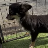 チワワ(ロング)【群馬県・女の子・2025年5月27日・ブラックタン&ホワイト】の写真8