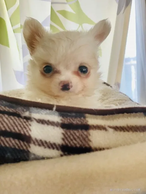 ID:2106-00328の子犬