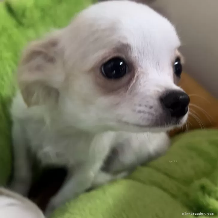 K.T 様のお迎えした子犬