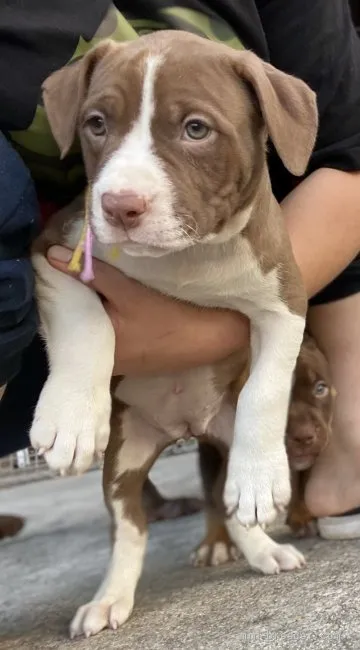 よっちゃんいか 様のお迎えした子犬