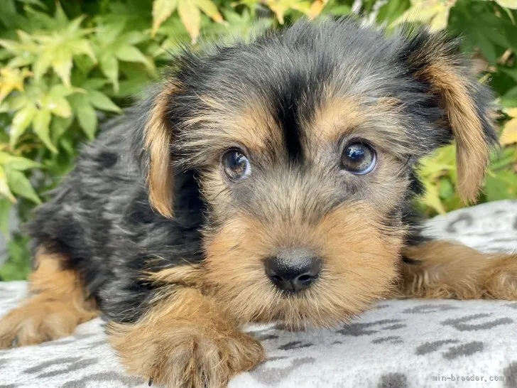 S 様のお迎えした子犬