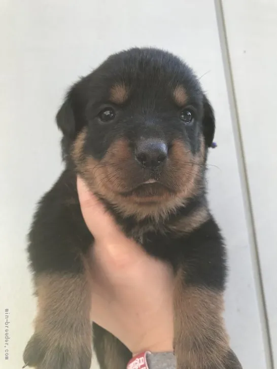 ID:1911-02730の子犬