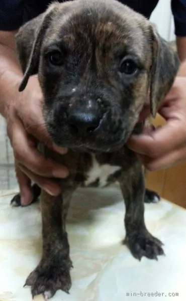 ID:1508-01507の子犬