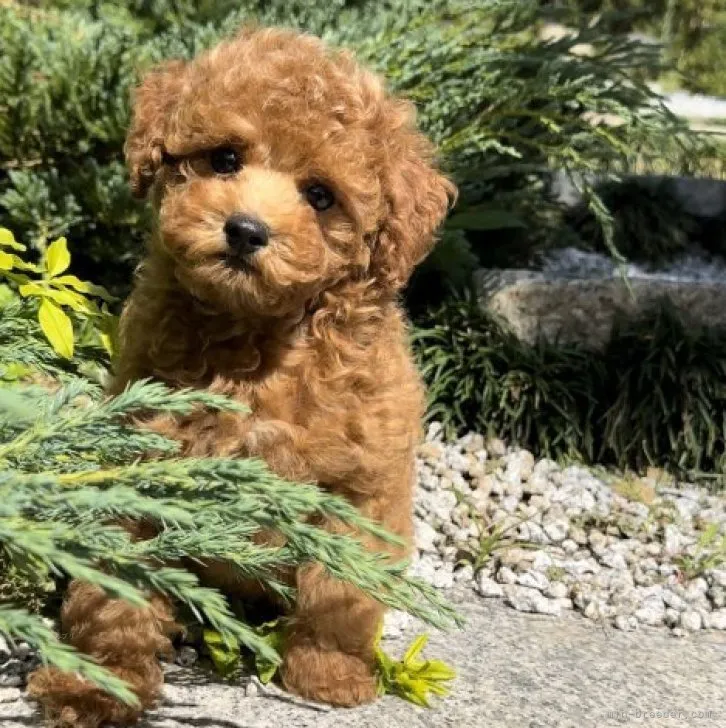 ID:2310-01877の子犬