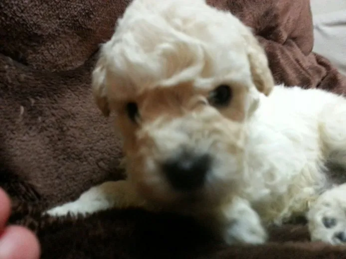 ID:1506-00818の子犬