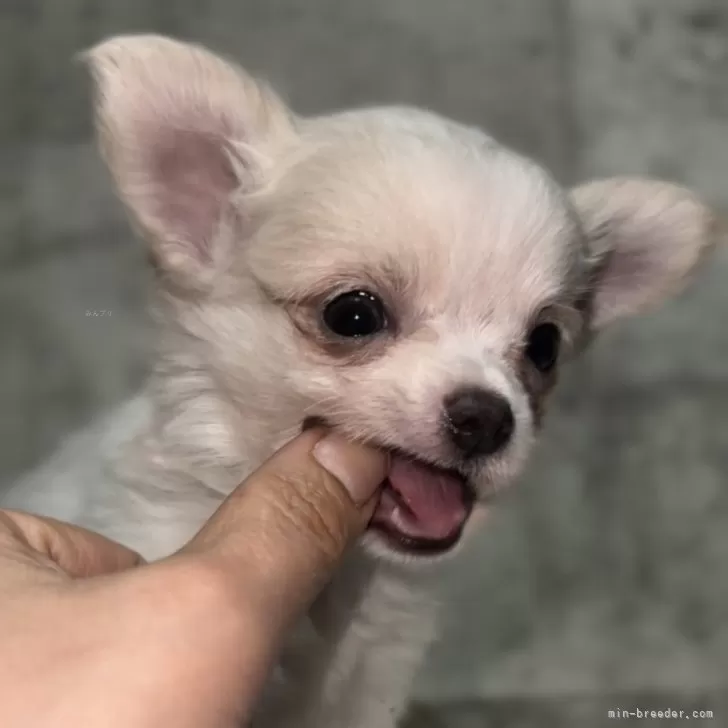 ID:2402-06426の子犬