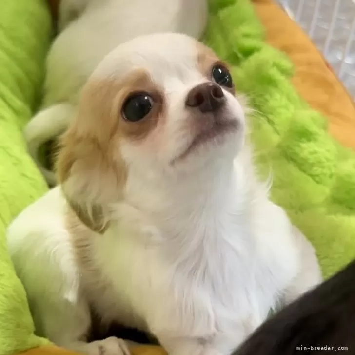 ID：2411-00836の子犬