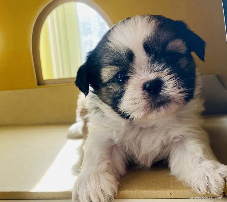 ID:2101-00544の子犬
