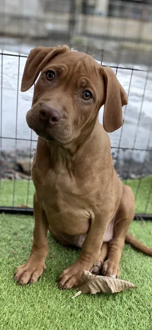 ID：2112-00493の子犬