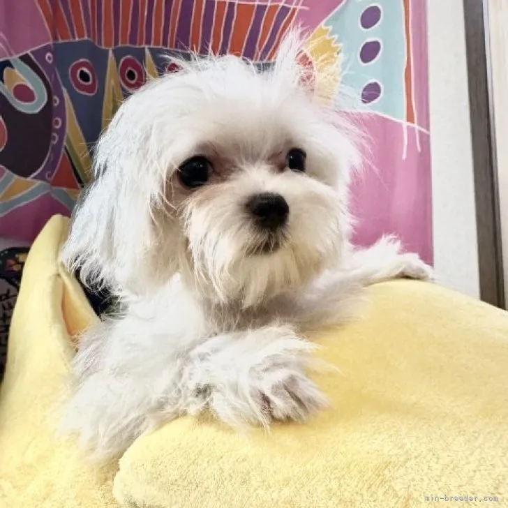 ID:2307-05206の子犬