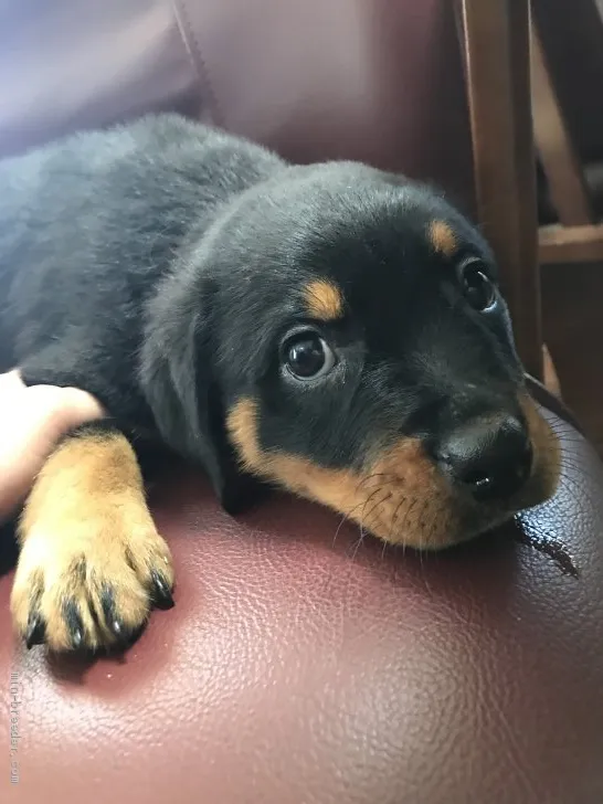 ID:1905-02025の子犬