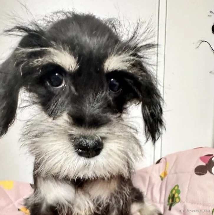 ID：2311-06264の子犬