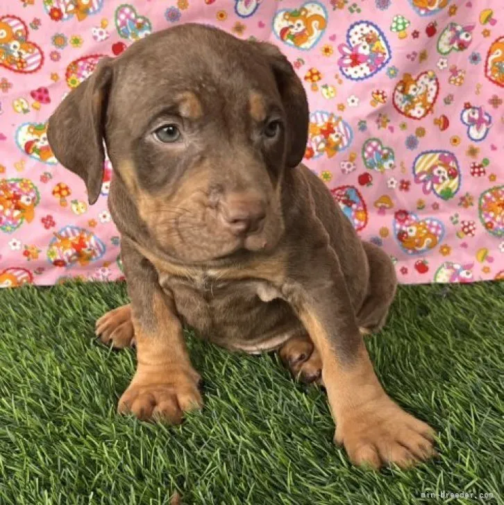 ID:2310-02515の子犬