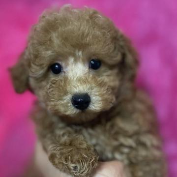 トイプードル(トイ)【群馬県・男の子・2022年5月16日・レッド】の写真「ワクチン2回済💉もうすぐお散歩デビュー🐶」