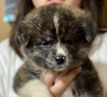 秋田犬【群馬県・女の子・2021年5月11日・虎】の写真「甘えん坊な女の子❤️」