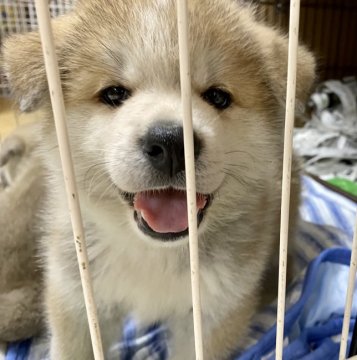 秋田犬【群馬県・男の子・2021年5月10日・赤】の写真「おっとり顔がたまらない❤️」