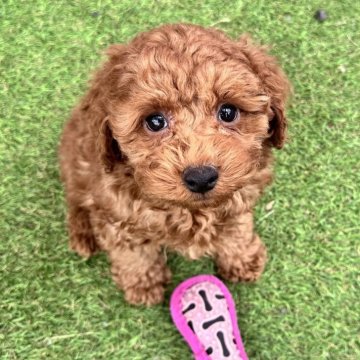 トイプードル(トイ)【群馬県・男の子・2023年12月19日・レッド】の写真「犬も人も大好き♥️元気でなつっこ男の子🍀」