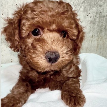 トイプードル(トイ)【群馬県・男の子・2023年12月19日・レッド】の写真「元気いっぱい😊犬も人も大好き♥️なつっこ男の子」