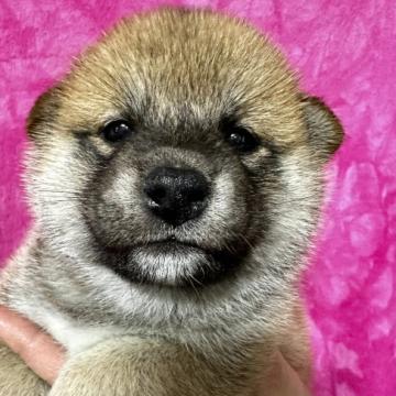 柴犬(豆柴)【群馬県・女の子・2022年9月12日・赤】の写真「両親豆柴認定犬✨❤️」