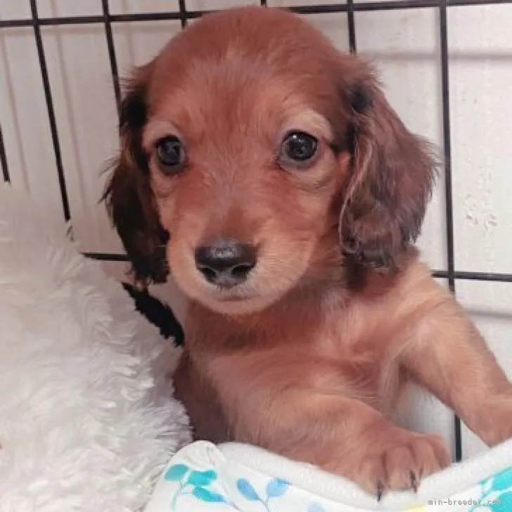 ID：2209-00013の子犬