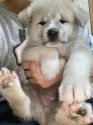 秋田犬【群馬県・男の子・2021年5月10日・赤】の写真2