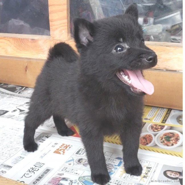 古谷　毅(こや　つよし)ブリーダー(茨城県・柴犬など・JKC登録)の紹介写真1