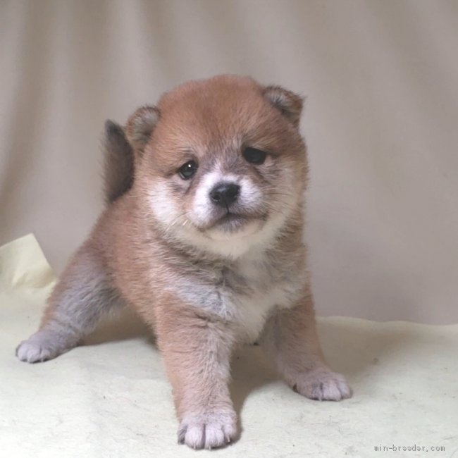 お待ちしております!!(^0_0^)｜古谷　毅(こや　つよし)ブリーダー(茨城県・柴犬など・JKC登録)の紹介写真2